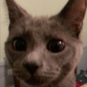 Meet your Posher, Joel